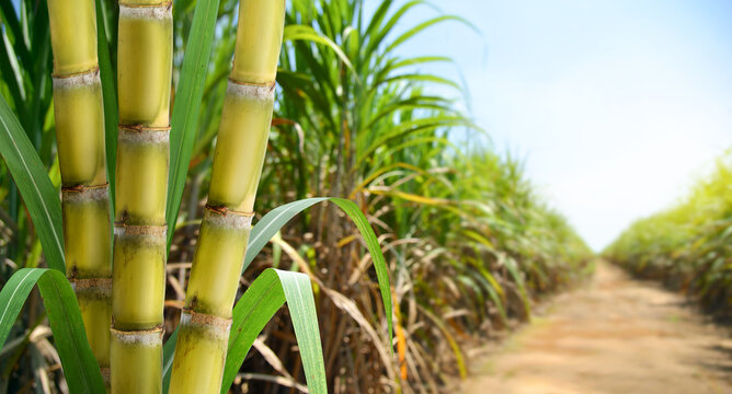 News About Sugar Stocks : After Govt increased MSP on sugar industry, stocks showed a rise of 10%, know the name